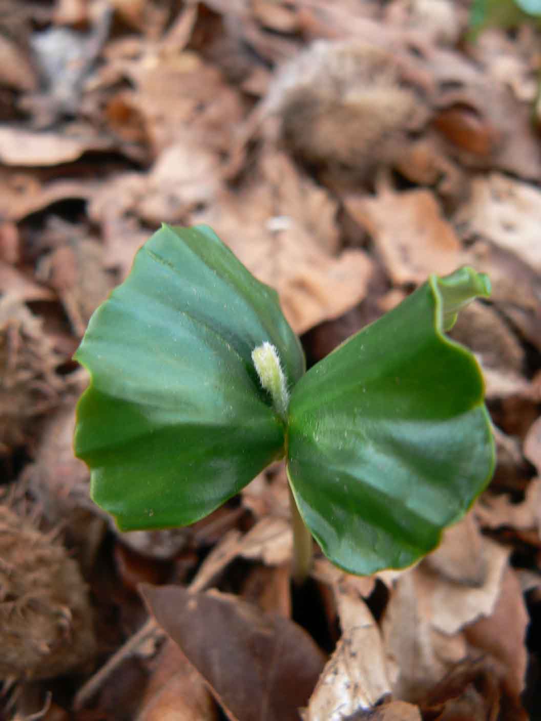 Fagus sylvatica / Faggio (plantula)